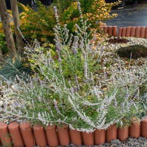 Kocúrnik záhradný (Nepeta) ´WALKER´S LOW´, kont.P9